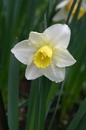 Lent lily